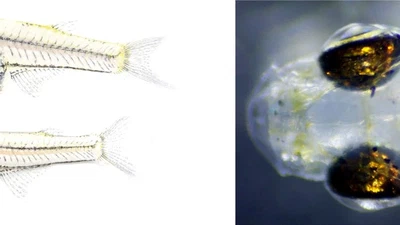 Imaging neural circuits in Danionella featured image