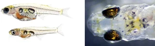 Adult female and male Danionella translucida.