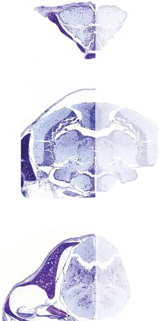 Transparent head of an adult Danionella, providing optical access to the brain.