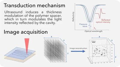 All-optical photoacoustic imaging for neurobiology featured image